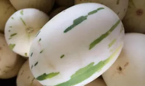 Melon dulce Leopardo blanco 100 semillas seeds - Imagen 1 de 1
