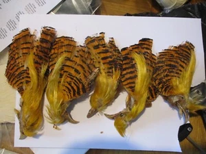 fly tying materials job lot golden pheasant complete heads x 5 - Picture 1 of 1