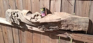 2300 Years Old! Carbon Dated Burl Old Growth Ancient Pecky Sinker Cypress Wood - Picture 1 of 21