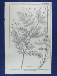 1881 Lithographie Redstem Storch's-Bill Pinweed Gras botanischer Druck 5-3/4 Zoll x 9 Zoll - Bild 1 von 3