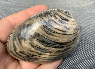 Rare 3D Polished Fossil Bivalve Cardinia Sp, Yorkshire, England, Jurassic. - Image 1 of 4