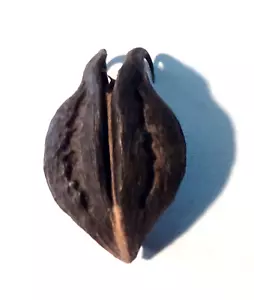 Talismán Protección Deseos Cabeza de Murciélago Raíz Garra del Diablo (Proboscidea parviflora) - Imagen 1 de 2