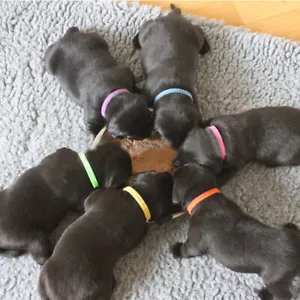12x Whelp ID Collars Newborn Whelping Kitten Puppy ID Collar Bands For Breeder - Picture 1 of 11