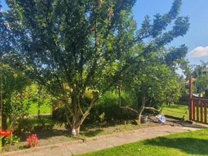 schrebergarten kleingarten - Bild 1 von 15