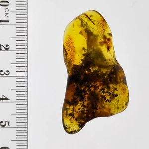 Baltic Amber natural gemstone polished honey colour untreated piece 30.3ct - Bild 1 von 7
