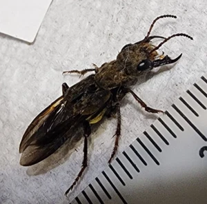 Staphylinidae Ontholestes cingulatus Rove Beetle Indiana #K52 Insect Entomology - Picture 1 of 4