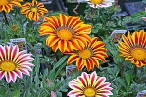 Gazania Seeds Kiss Mix 50 Flower Seeds - Picture 1 of 1