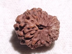Natural Indonesia EGL Certificial Java 17 Mukhi Rudraksha 0,97 gramos - Imagen 1 de 5