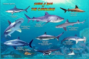 Sharks & Rays of The Carolinas Franko Maps Laminated Fish Card - Imagen 1 de 2