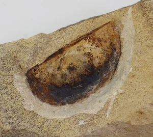 Brachiopode, Chonetes sp., Karbon, Kulm, Aprath, Deutschland -L450 - Picture 1 of 3