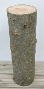Bastone in legno di mela 10" tronco pezzo intaglio bianco artigianato dritto 3 1/4"D - Foto 1 di 13