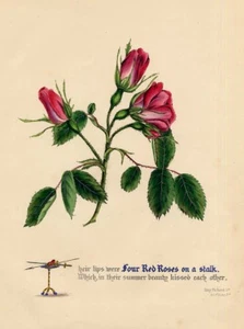 Rose Rosa King Richard III. Lithographie altkoloriert ca. 1840 - Bild 1 von 1