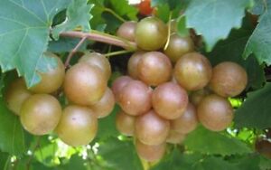 1 Triumph Muscadine Live Grape Vine Plant - 1-2 yr Old - Ready for Planting