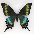 ♡　Papilio maackii  ABERRATION  FROM JAPAN (FEMALE) 1