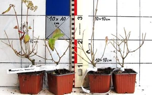 Viburnum plic."Watanabe", japanische Schneeball - Sorte - Bild 1 von 2