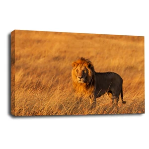 Large Lion Wall Art Print Africa Animal Framed Canvas Picture Ready to Hang - Picture 1 of 5