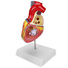 2X Life Size Heart Model Human Heart Teaching Model Simulation Heart Organ M Nd2