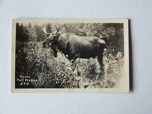 Maine ME Bull Elch RPPC Echtfoto - Bild 1 von 2