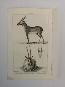 PLANCHE / GRAVURE de 1816 - MAMMIFERES / ANTILOPES (A32) - Foto 1 di 2