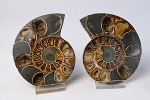 Ammonite Cleoniceras coupé en deux polie 105mm amonite fossile - Picture 1 of 6