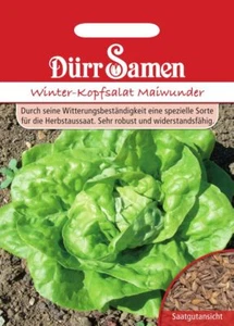 Dürr Samen Winterkopfsalat Maiwunder Saatgut 0034 - Bild 1 von 1