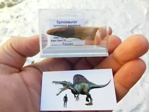 schöner Zahn vom Spinosaurus aegyptiacus aus Marokko - Bild 1 von 9
