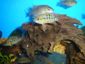 Cichlid Festae Red Terror(True) 1.25" - Picture 1 of 1