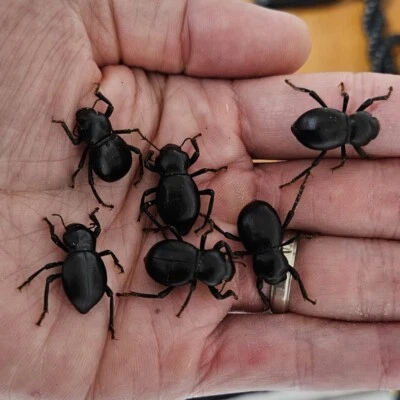 Smooth Dth Feigning Beatlees (Set of 6!) A laevis (cohab w/ Blue Death Feigning) - Image 1 of 4