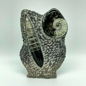 Ammonite Goniatite & Orthoceras Plaque in Rock Free Stand - Picture 1 of 9