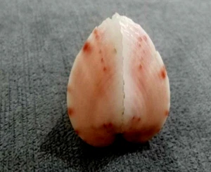 Lunulicardia hemicardium 32 mm GEM   Angelic PINKISH  heart shaped Beauty WOW! - Picture 1 of 7