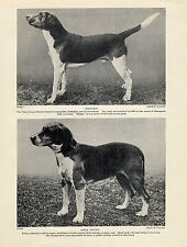 Harrier Hound Dogs Two Up Old Original 1934 Dog Print