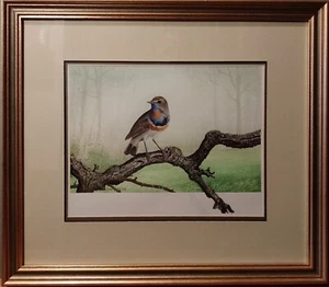 Signed Original Ornithology Gouache Painting Of Bird Bluethroat Chris Shields  - Picture 1 of 15