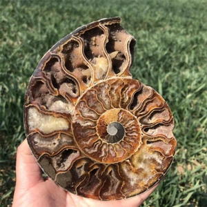 0.7LB Natural Ammonite Fossil Quartz Crystal Specimen Heal Reiki Gift XL2579 - Picture 1 of 11
