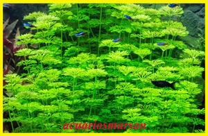 PLANTA DE ACUARIO /Ambulia. limnophila sessiliflora.Pecera. - Imagen 1 de 1