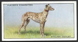 PLAYER - FAMOUS IRISH GREYHOUNDS - #49 SYLISH CUTLET - Picture 1 of 2