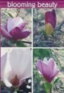 "IMPRESSIONS" BLOOMING BEAUTY  MINI  GARDEN FLAG - Picture 1 of 1