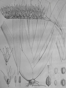 Xeromena Moorii Pflanzen Gravur RIOCREUX Botanik Museumsarchiv 19. Jh. - Bild 1 von 2
