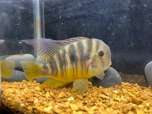 Gymnogeophagus balzanii 3" - Picture 1 of 2
