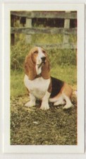Hornimans Tea Dog Cards 1961. Basset Hound