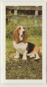 Hornimans Tea Dog Cards 1961. Basset Hound