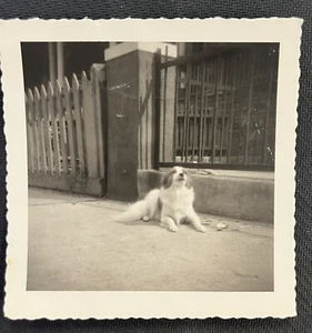GEFUNDEN VINTAGE FOTO BILD Hund posiert für einen Schnappschuss - Bild 1 von 3