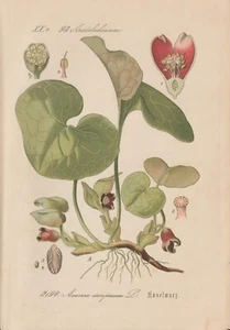 Haselwurz (Asarum Europaeum) Litografia Cromatica Del 1885 Zenzero Selvatico - Bild 1 von 1