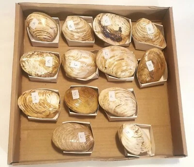 Polished Fossil Clam (Bivalves)  - Image 1 of 4