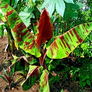 5 Red Tiger Darjeeling Banana Plant Tree Seeds (Musa sikkimensis) Hardy-Zone 5 - Picture 1 of 14