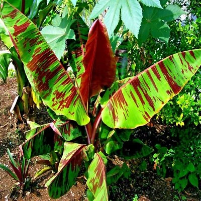 5 Red Tiger Darjeeling Banana Plant Tree Seeds (Musa sikkimensis) Hardy-Zone 5 - Image 1 of 4