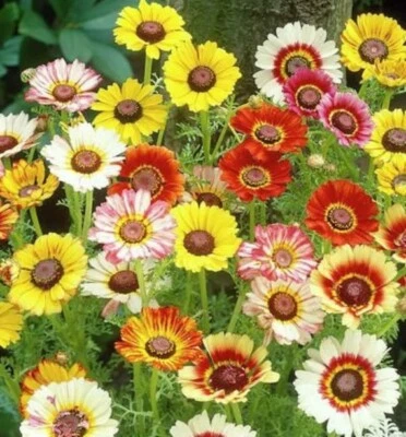 250 + Painted Daisy Seeds/ Mixed Colors/ Perennial/ Butterflies/ Pollinators - Image 1 of 4