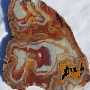 NEVADA BULL'S EYE CHALCEDONY SLAB ~ 95 grams / rough agate jasper mineral rock - Picture 1 of 13