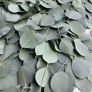 600 Dried Real Eucalyptus Leaves - Natural Decorative Petals for Shower, Wedding - Picture 1 of 4