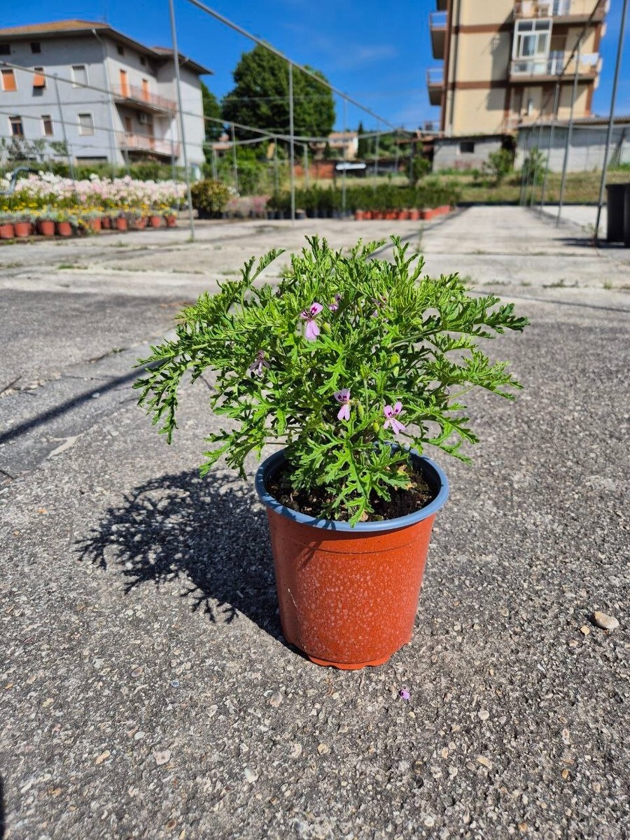 Pianta Di Citronella In Vaso 14cm - Pianta Aromatica Repellente Zanzare, Per Balcone E Giardino - Foto 9