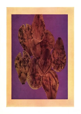 Josef Albers - "The Interaction of Color" XXV-6 Left (Abstract Autumn Leaves) Foto 1 de 4